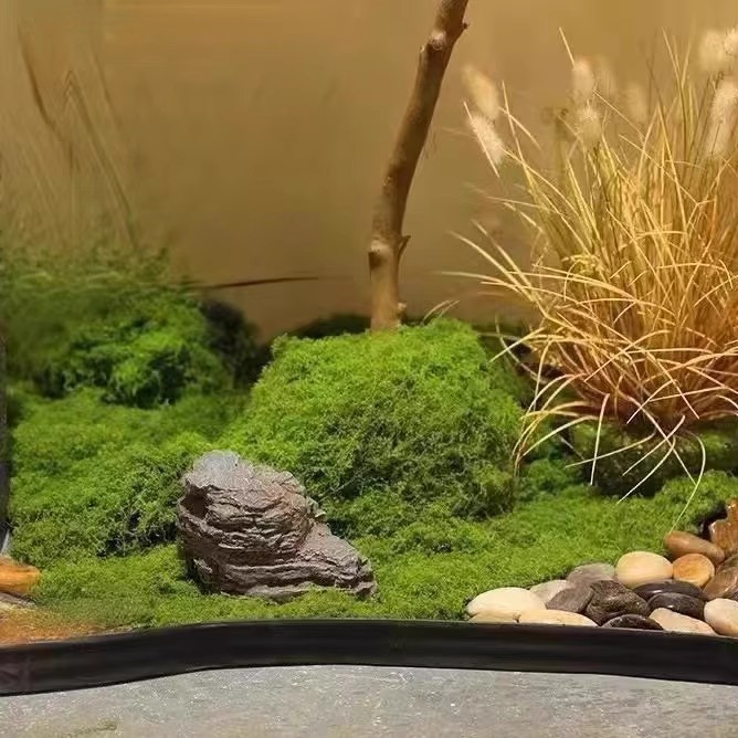 200g Eternal Life Moss DIY Cra - đánh giá và giá Landscape Bonsai Garden