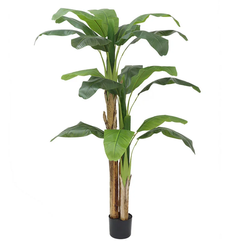 180cm/210cm Large Banana Tree  - đánh giá và giá Bonsai Garden Restaurant