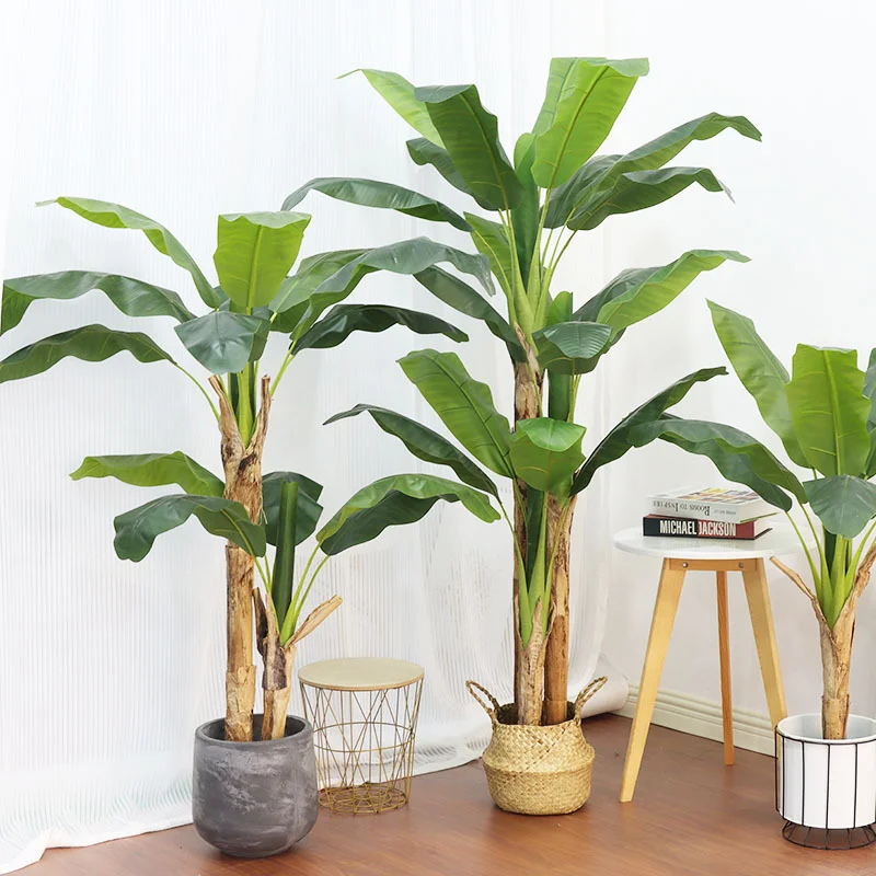 180cm/210cm Large Banana Tree  - đánh giá và giá Bonsai Garden Restaurant