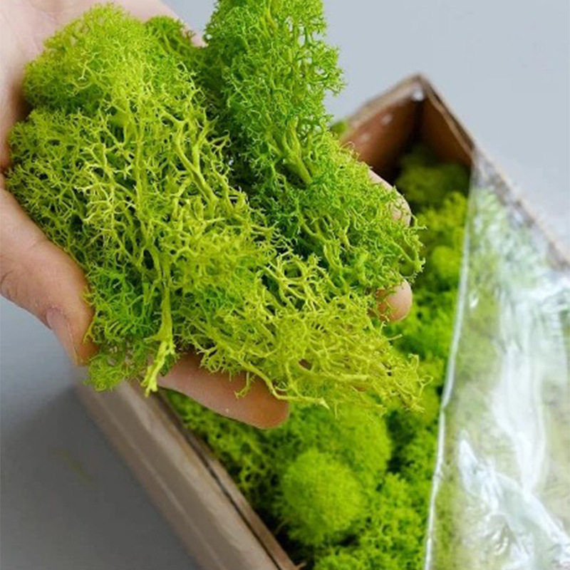 100/200/500g Eternal Life Moss - đánh giá và giá Landscape Bonsai Garden